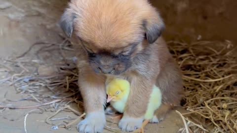 Puppy is sleeping with baby duck