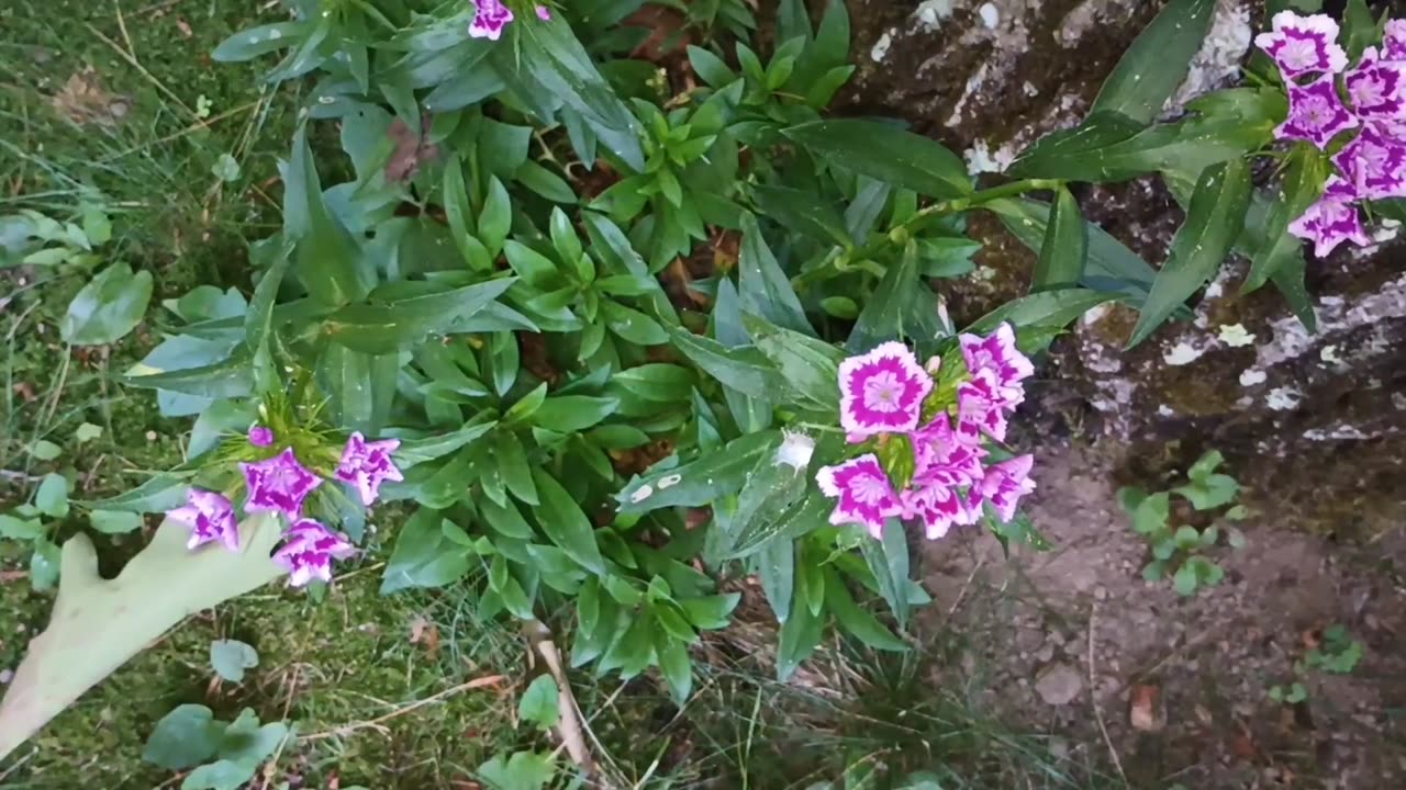 Sweet William