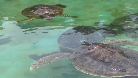 Waimanalo, HI — Sea Life Park Hawaii #3