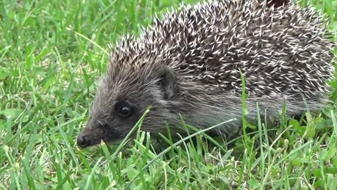 how beautiful is this hedgehog