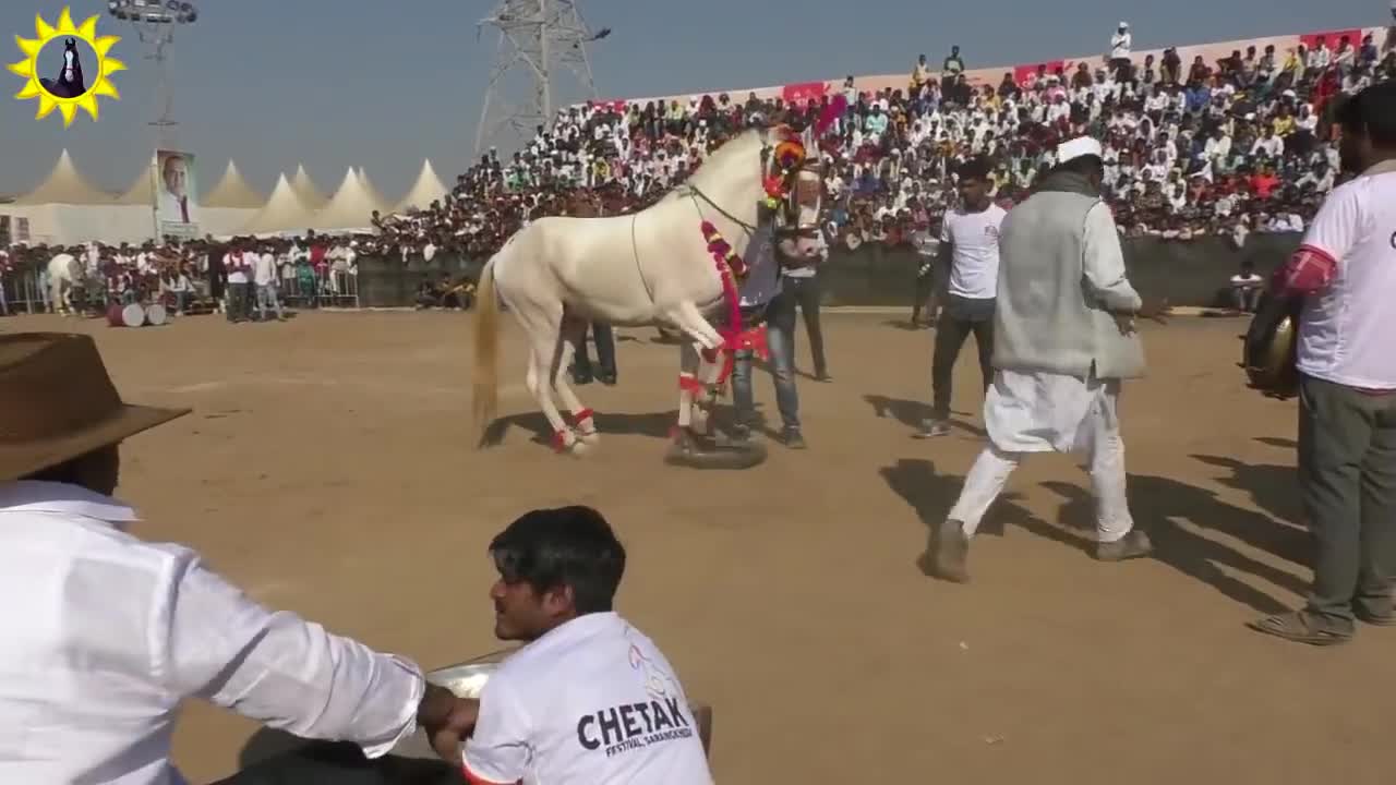 Animals festival in village India