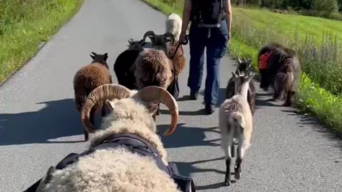 Walkies with our sheep, goat and dogs