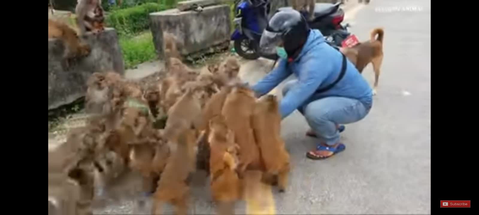 The group monkey injoy is eating