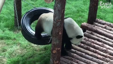 Funny moments panda