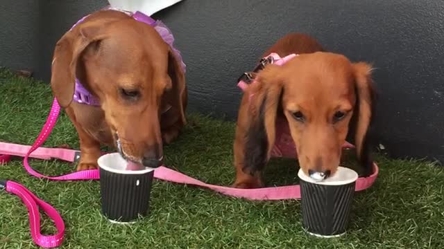 Puppies enjoying Puppacinos