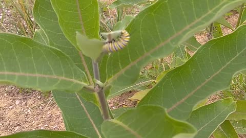 Monarch Butterfly Caterpillar