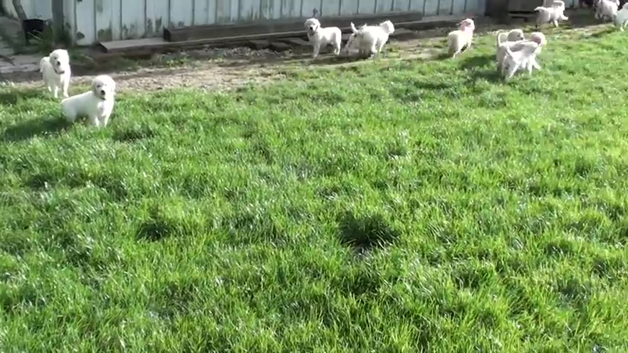 Looking so beautiful dog/puppies playing ground very hungry baby dogs puppies