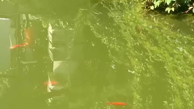 Goldfish playing in the water