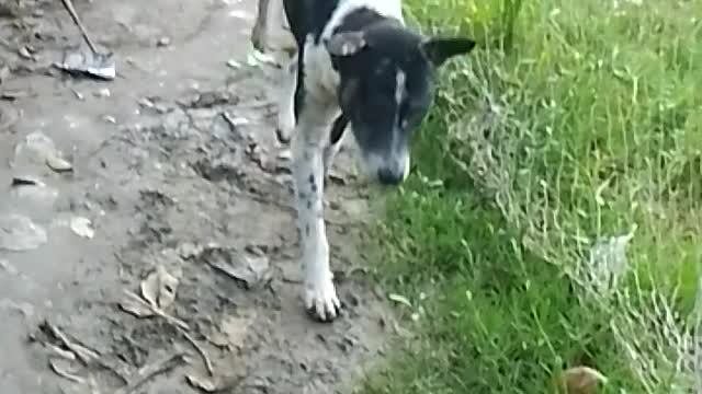🤣 funny dog