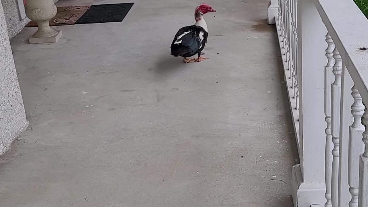 My Duckys
