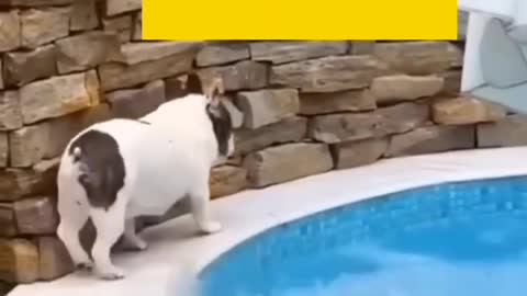 Funny animal