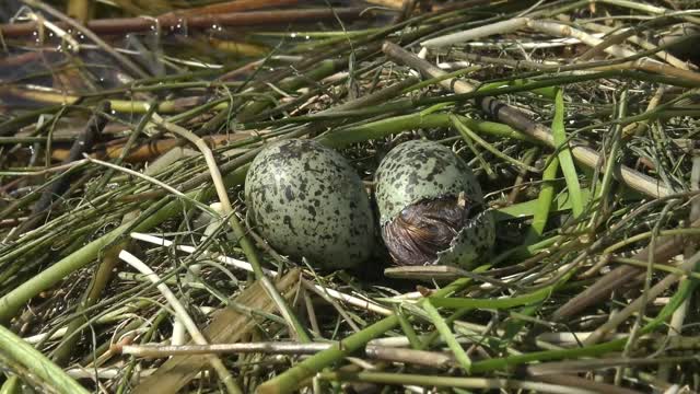Baby tern ready to come off endangered.