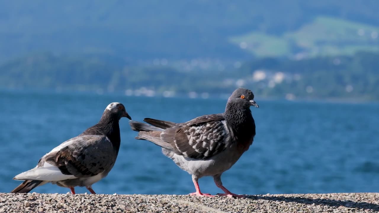 Chinese'bird' sahugg'