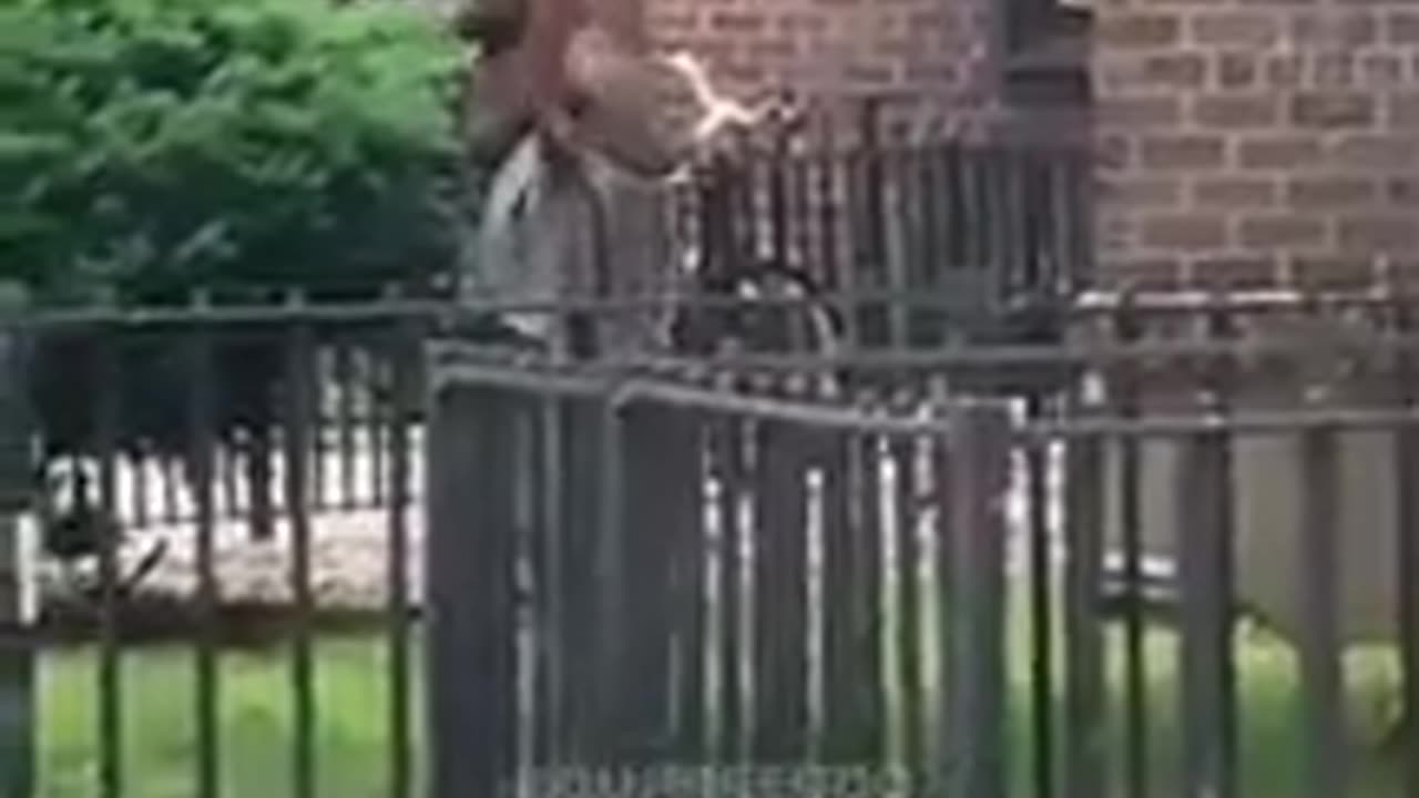 A different flavor of street fight