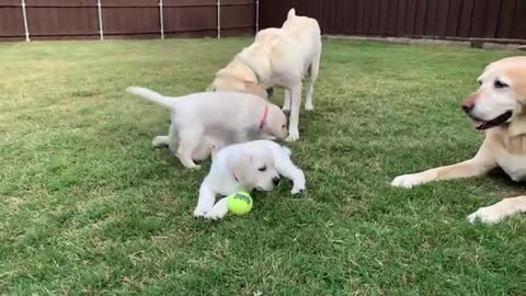 greate scape adorable lab papies play out side
