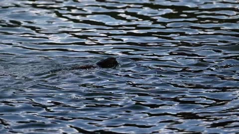 Muskrat - My First Encounter