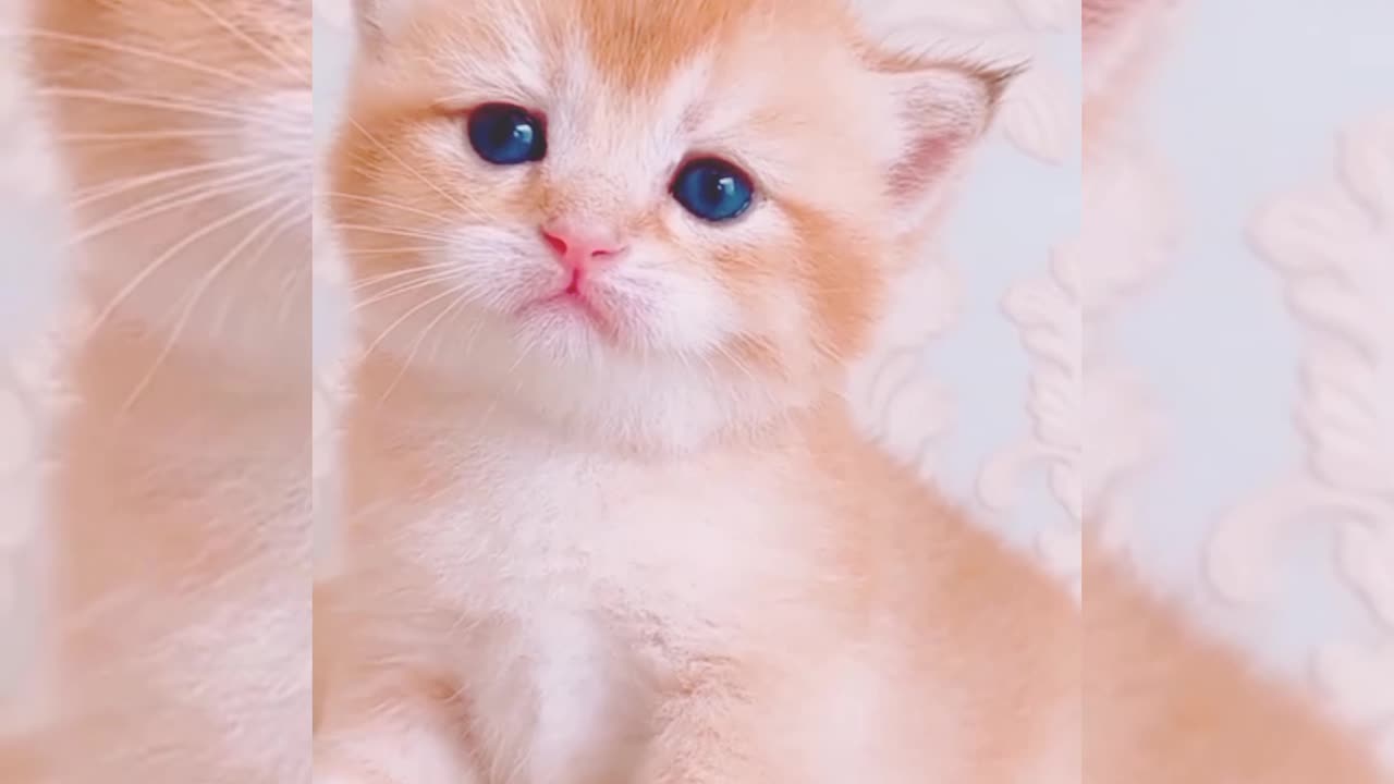 Cute kitten cat with cute face impressions🥰😍🥰😘