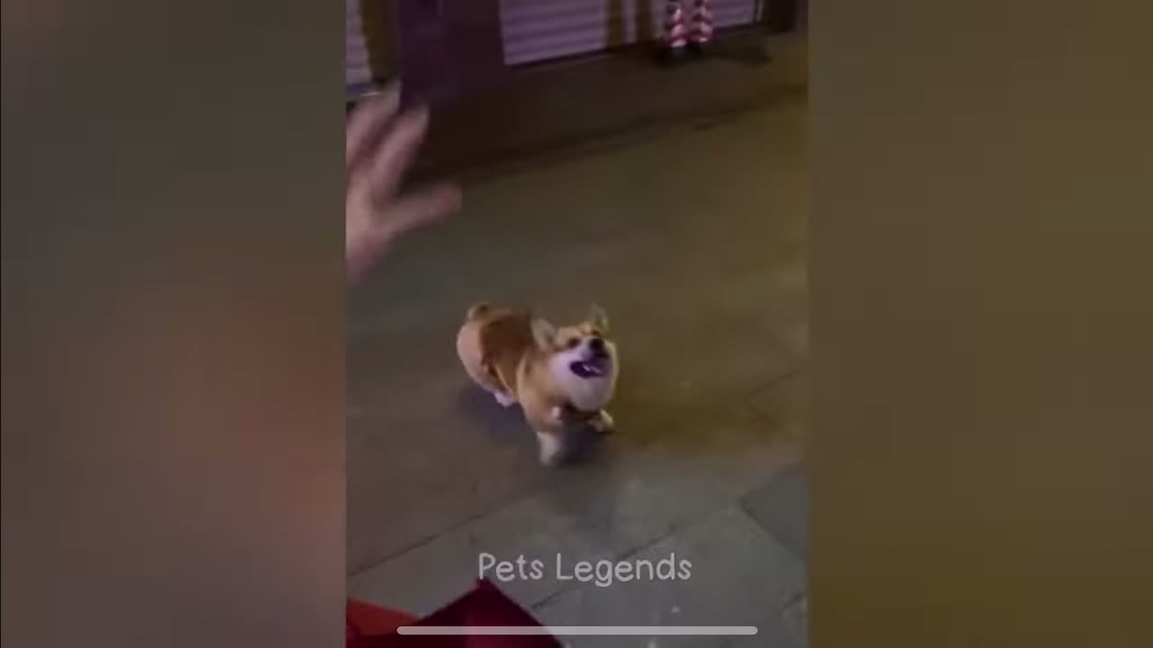 Cat funny videos