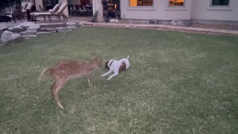 Determined fawn tries everything to get dog to play