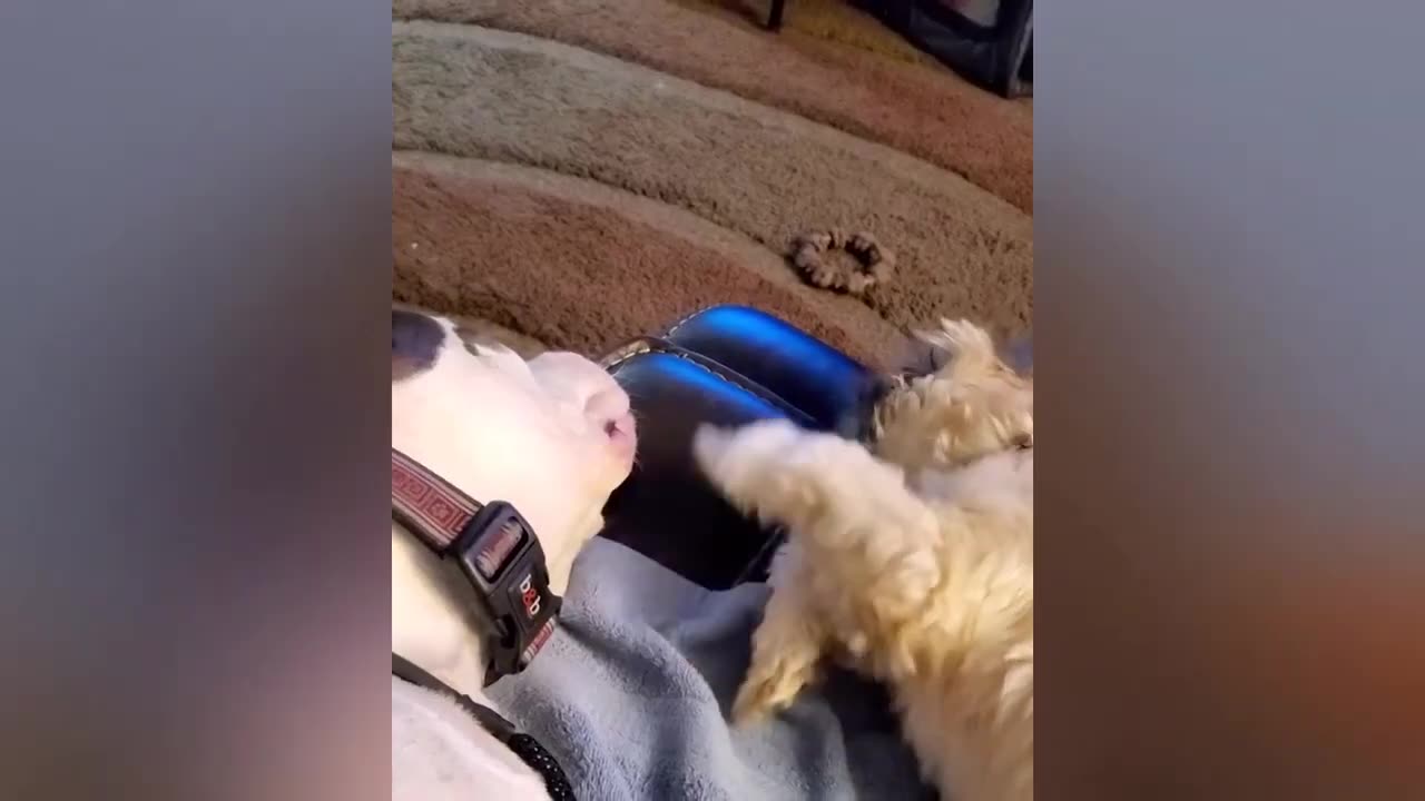 New Funny Animals Video 2023 π Funniest Cats and Dogs Videos πΊπΆ #52