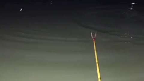 This is a beautiful and charming water-dwelling species