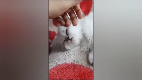 HOUR FUNNY CATS COMPILATION 2022😂_ Funny and Cute Cat Videos😸 ! - 024