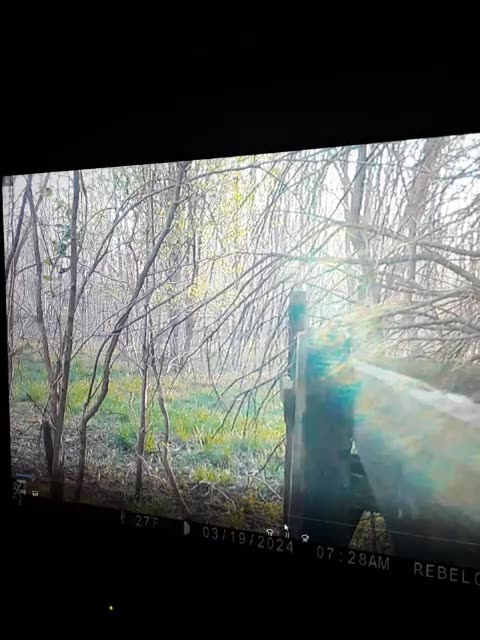 HELP! Deer running for it's life!