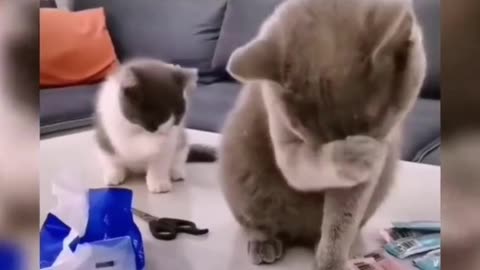 cute and funny pets