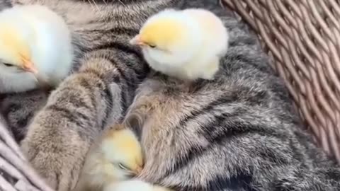 Chick's love cat