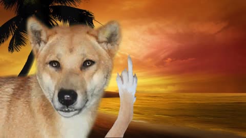 Fraser Island Dingo Story as told by Darryl the Talking Dingo