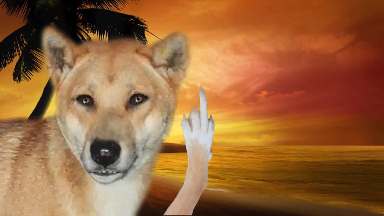 Fraser Island Dingo Story as told by Darryl the Talking Dingo