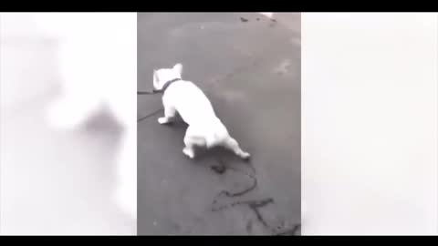 Collection of cute pets 6