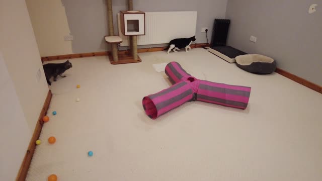 Cat Wiggles Butt Before Pouncing + Zoomies