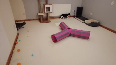 Cat Wiggles Butt Before Pouncing + Zoomies