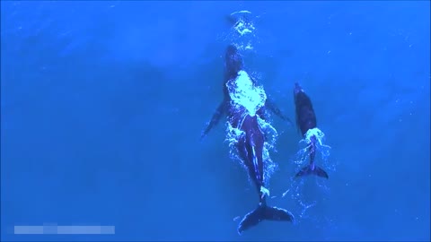 Amazing inhabitants of the seas