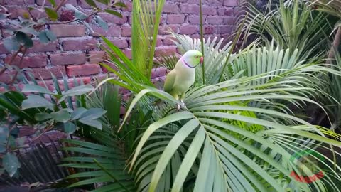 Natural Parrot Sounds