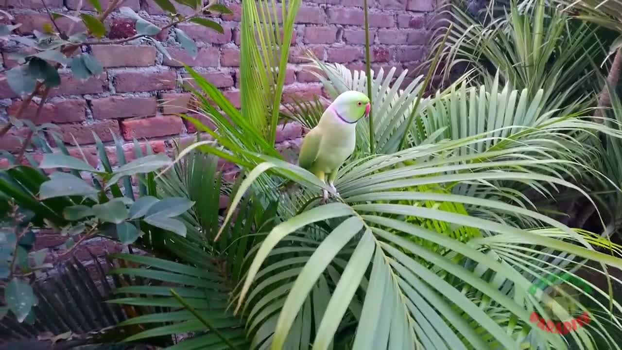 Natural Parrot Sounds