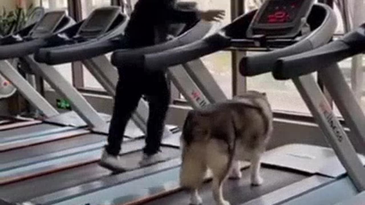 WATCH A DOG CAN DO CARDIO IN THE GIM, A SHORT VIDEO, FUNNY DOG