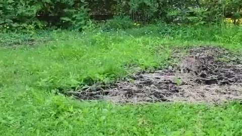 Pet rabbit meets wild rabbit for the first time