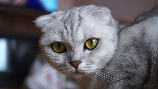 pretty white cat like marble