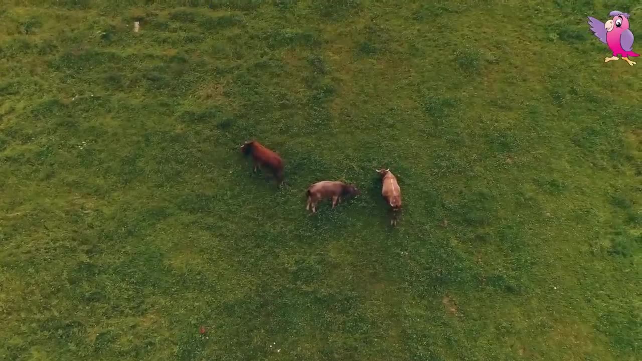 COW VIDEO 🐮🐄 COWS MOOING AND GRAZING IN A FIELD 🐄🐮