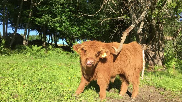 Scottish Highland Cattle In Finland Fluffy calves and tree branch