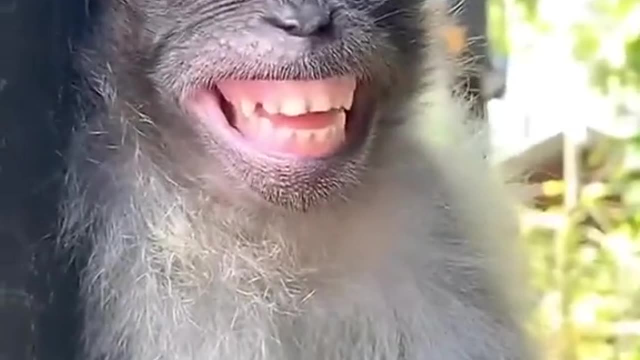 Funny monkey