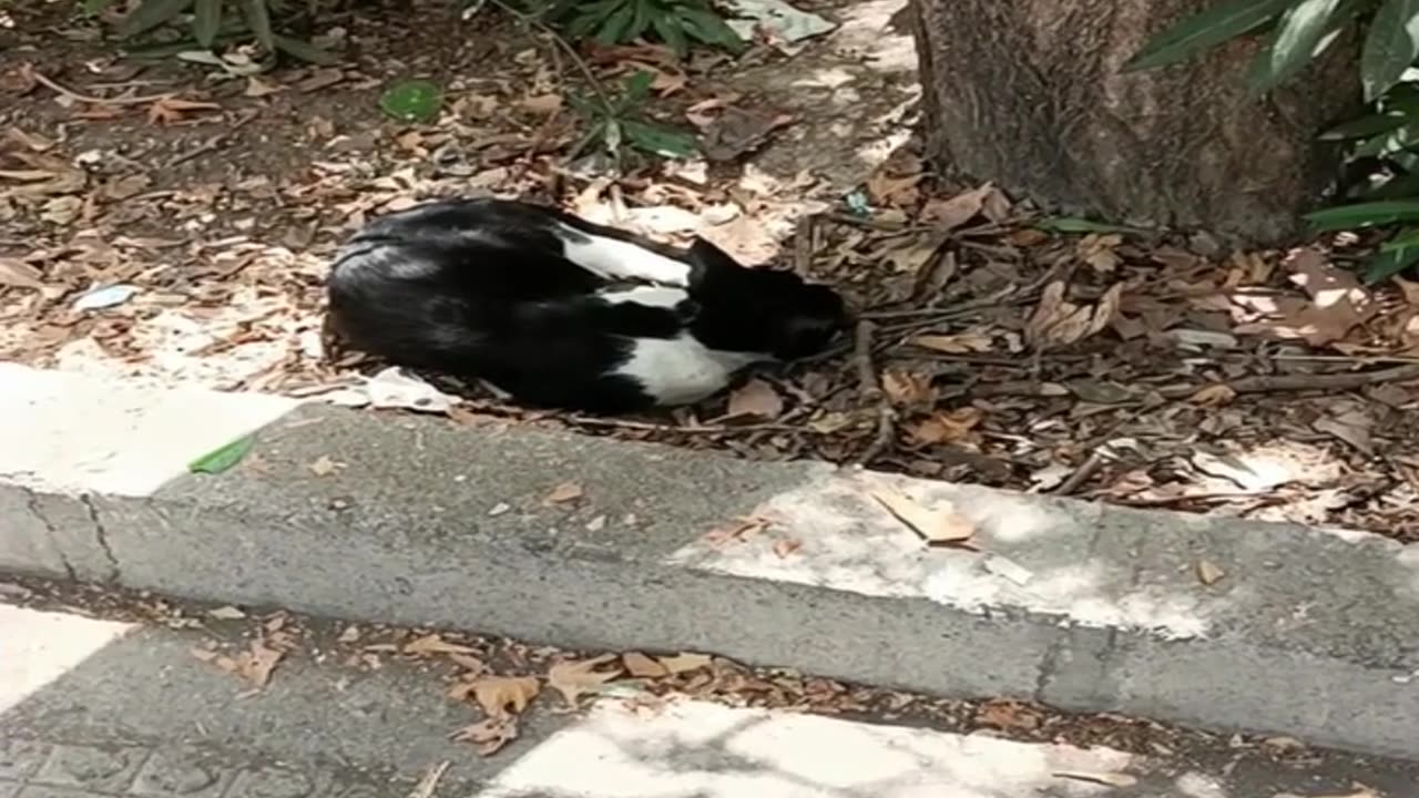 A cute and beautiful cat is resting