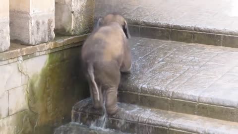 Elefantenbaby geht baden im Zoo Hannover