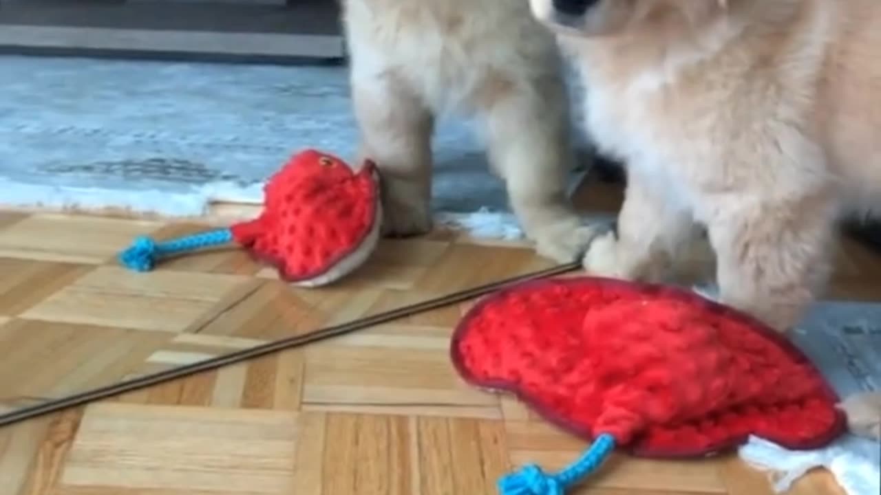 Cute Funny Puppy video|2023
