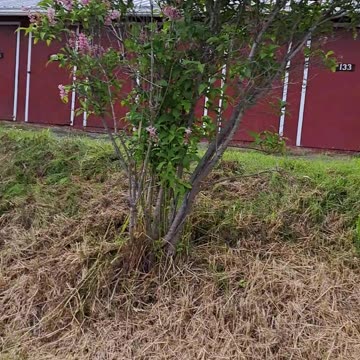 Homer Alaska and the Lilacs in bloom on July 12th, 2023