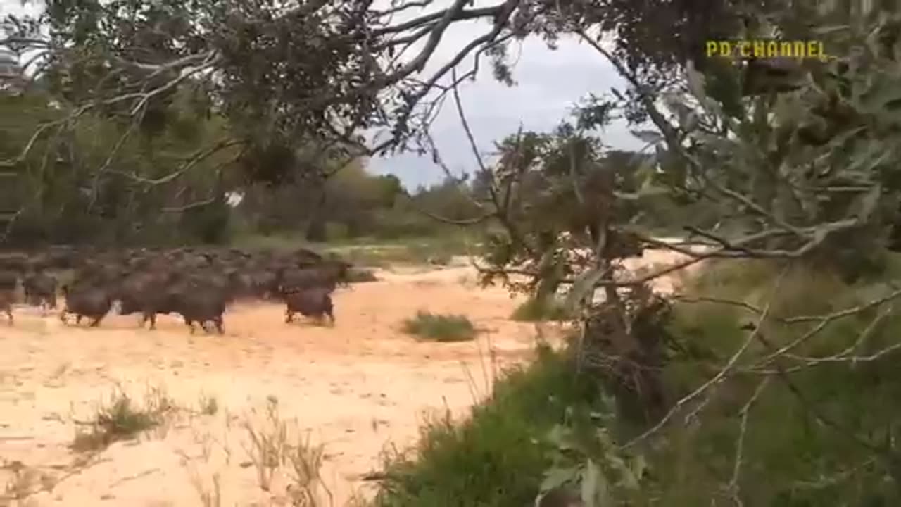 #Shoking Moment When Pianfull Lions Are Attacked