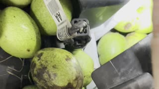 Squirrel Fills Car Hood With Walnut Stash