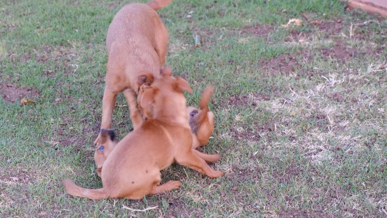 cão cão cão a louco